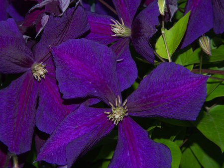 Elegant purple clematis flowers with textured petals close-up in the gardenの写真素材