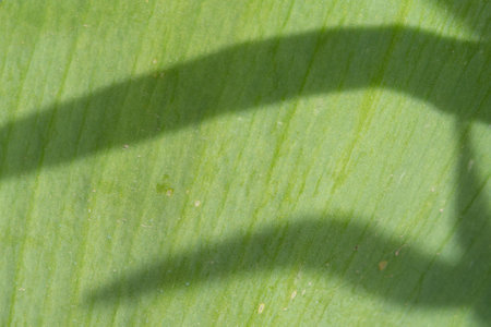 Macro photo of a green leaf of a plant with shadows falling on itの写真素材