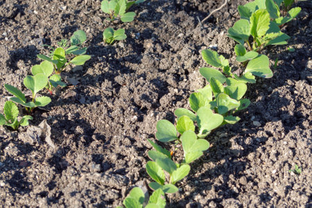Radish shoots on a bed in the open ground in springの写真素材