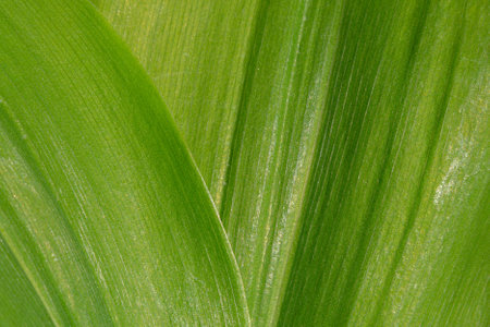 Textured background of fresh green leaves. Bright green leaf background close-up with shallow depth of fieldの写真素材