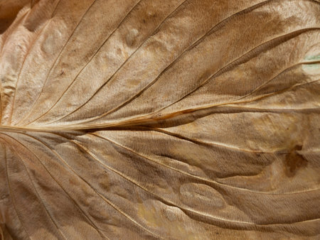 macro autumn background. Brown textured surface of a dry leafの写真素材