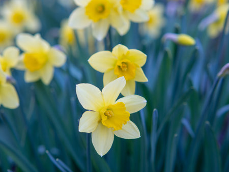 Spring blooming yellow daffodils, springtime blooming narcissus (jonquil) flowers, shallow DOFの写真素材