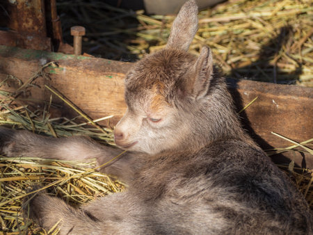 Pets are a small kid goat sleeping on strawの写真素材