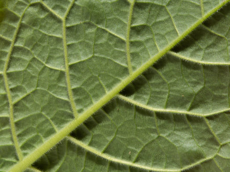 The background texture of a green leaf of a veined plant is extremely close-up. Elegant green leaf with fluff macro photoの写真素材