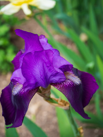 Blooming Iris Flower with purple delicate petals close-upの写真素材
