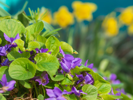 Blooming purple viola flowers on a background of flowers with a soft selective focus. Viola Flowerの写真素材