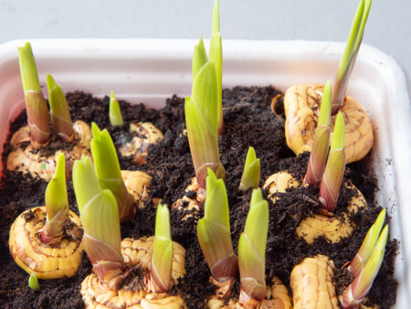 Close-up of flower bulbs with sprouts. Germination of gladiolus bulbs before sowing in the groundの写真素材