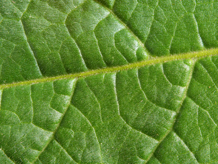 Macro background of a green leaf, texture of green leaves - in detailの写真素材