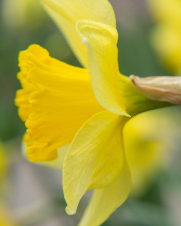 Macro photo of a yellow narcissus flower in the garden, shallow depth of fieldの写真素材