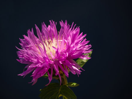 Brown Knapweed (Centaurea jacea). Capitulum Closeup. Purple flower of cornflower, lat. Centaurea isolated on black backgroundの写真素材