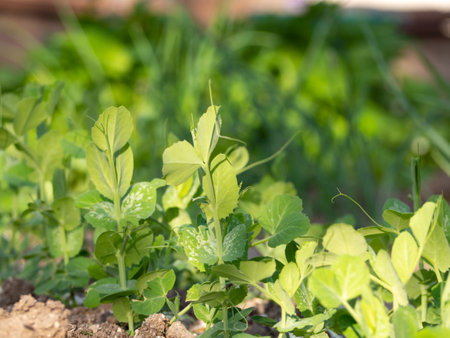 Green pea shoots on the bed in spring. Young shoots of green peas in the ground close-up, selective focusの写真素材