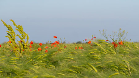 Green barley field with red poppies. agricultural fieldの写真素材