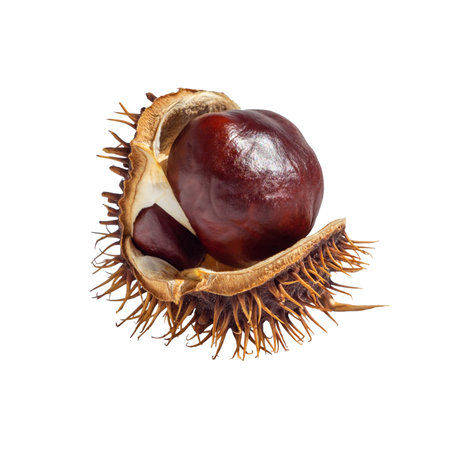 Chestnut kernels in an open shell isolated on a white background. High quality chestnut isolate. conker isolatedの写真素材