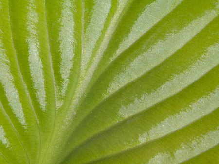 green natural background. Macro photo Texture of green leaves of a plant in sunlightの写真素材