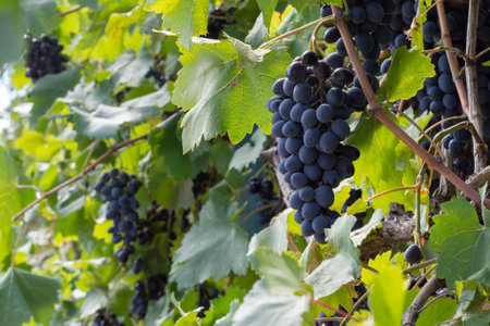 Ripe bunches of grapes with black blue berries among green foliage on a vineyard bushの写真素材