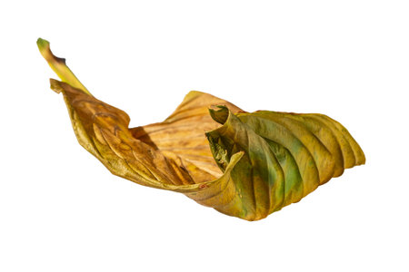 Macro photo of an autumn yellow-green withered leaf of a plant isolated on a white backgroundの写真素材