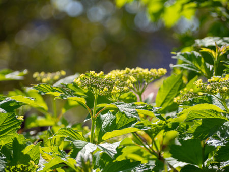 natural green background. The texture of foliage of plants on branches in sunlightの写真素材
