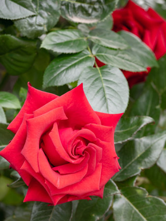 A red rose flower in the garden against a background of greeneryの写真素材