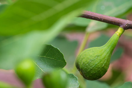 Green unripe fig fruit on a branch in the greenery close-upの写真素材