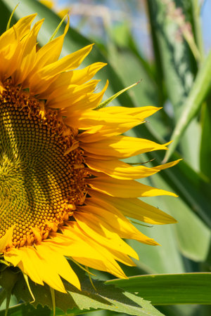 Sunflower flower close-up on a sunny day in the fieldの写真素材
