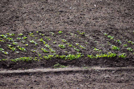 A bed with green plant sprouts on a background of black earthの写真素材