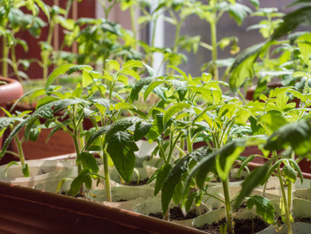 tomato seedlings. Young tomato seedlings in plastic pots on the windowsill are ready for plantingの写真素材