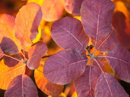 Autumn background of yellow and red leaves on branches. autumn leavesの写真素材