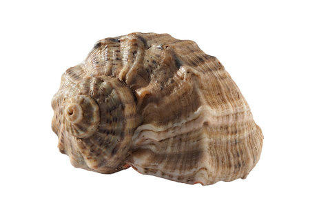 Seashell close-up isolated on a whiteの写真素材