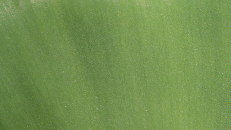 natural green background. Macro photo of the rough surface of the green leaf of the plantの写真素材