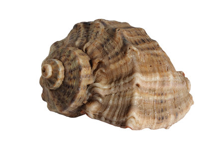 Seashell isolated on a white background. sea shell isolate (rapana)の写真素材