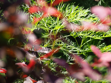 Abstract natural defocused background of green and purple foliage of plantsの写真素材