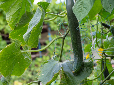 A large juicy fresh organic cucumber on the background of leaves grows in the garden. Growing Cucumbersの写真素材