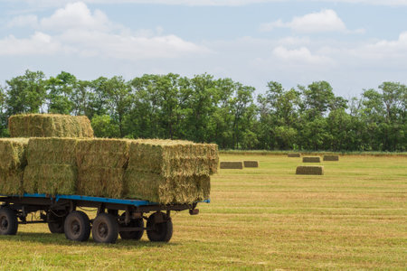 A tractor cart loaded with bales of hay stands on a hayfield against the background of trees and a blue cloudy sky. Forage harvesting in agricultural enterprisesの写真素材