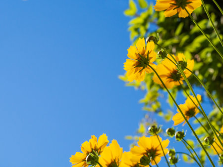 Yellow flowers against a blue sky view from below. Amazing view of yellow flowers with green grass and blue skyの写真素材
