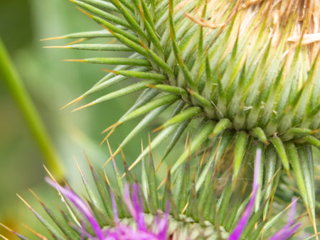 Abstract natural background. Close-up of a prickly thistle flower. flower macrophotography. Selective focus, blurred backgroundの写真素材