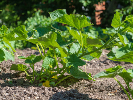 Cucumber plants with the fruits of cucumbers in the open ground on a bed in the gardenの写真素材