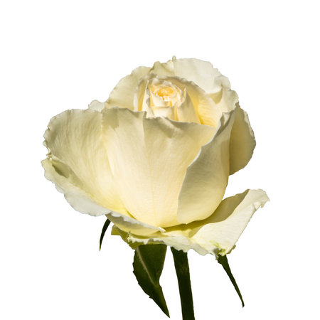 Flower bud of a blooming white rose isolated on a white backgroundの写真素材