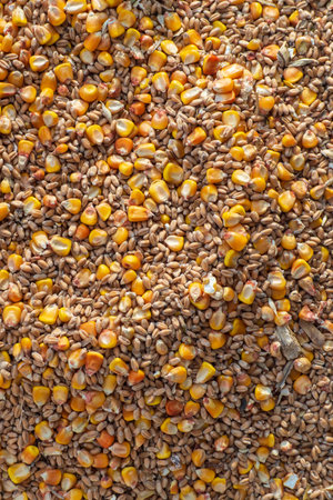 natural grain texture background. Close-up of a grain mixture of wheat and corn (maize). Forage feedの写真素材