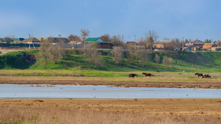 Rural landscape. In early spring, horses graze by the pond next to the hill on which the village is locatedの写真素材