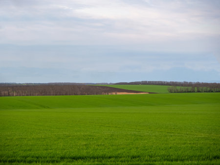 Hills with green wheat shoots in fields under a blue sky. beautiful rural landscapeの写真素材