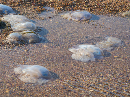 Dead jellyfish on the seashell coast and shallow waters of the Sea of Azovの写真素材
