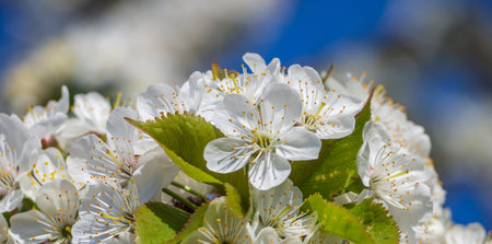 Beautiful background of spring blooming. Macro photo of cherry blossoms for background or screen wallpaperの写真素材