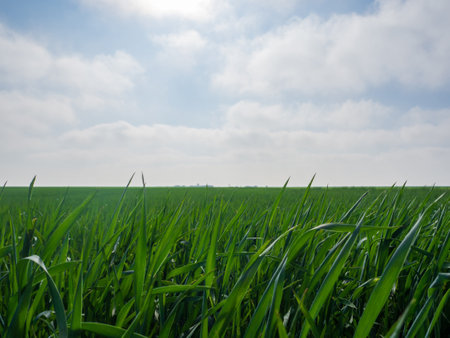 Close-up of wheat sprouts in a field against the sky. A field with green grass under a summer sky with cloudsの写真素材