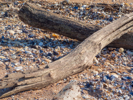 Close-up of wooden sticks on the seashell, seashore beachの写真素材