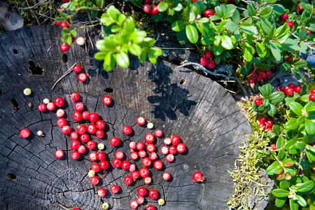 Berries of forest cranberries on a stump.の写真素材