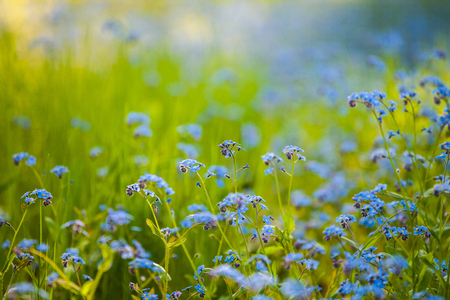 Blue wildflowers. Green background. Summer time.の写真素材