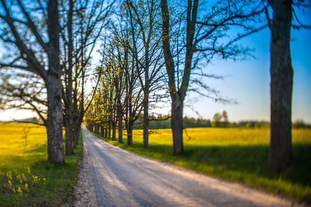 Road on an oak alley. Dirt road, dust, Car. Nature landscae.の写真素材