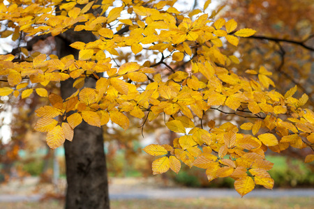 Autumn leaves on the trees. Autumn landscape.