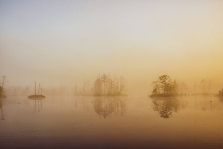 Sunlight over water. Trees. Atmospheric landscape. Fog over swamp.