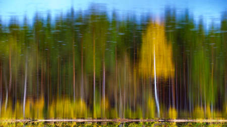 Inverted photography of autumn latvian forest. Reflection on water of lake.